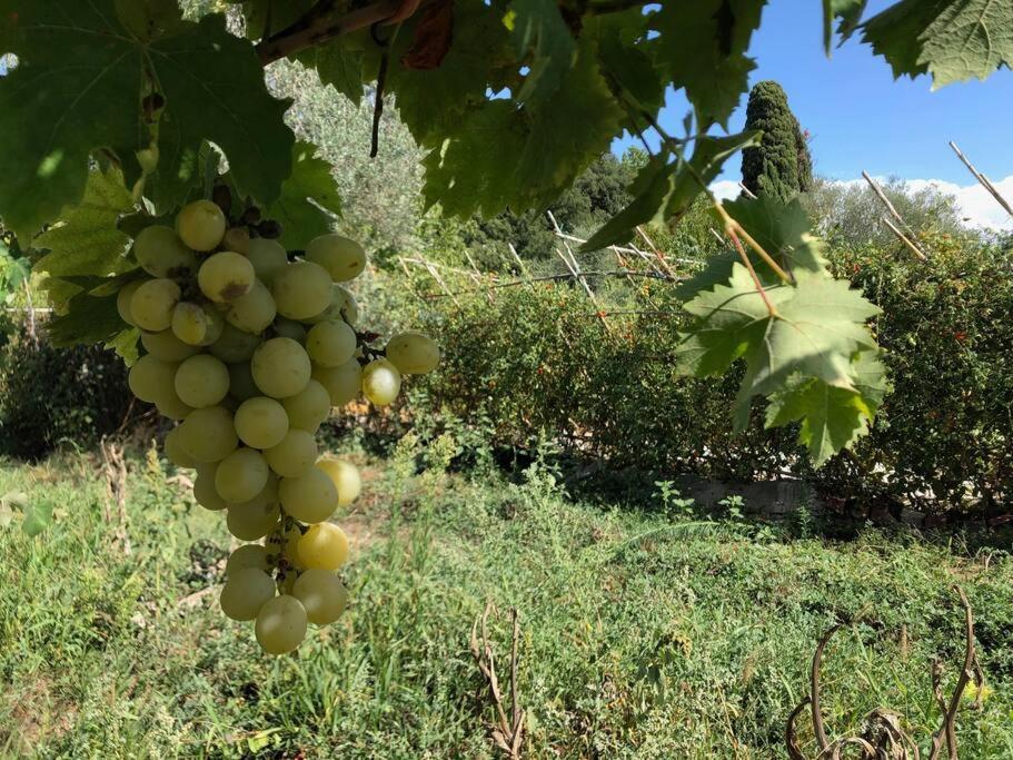 La Vigna Agriturismo Villa Siena Ngoại thất bức ảnh