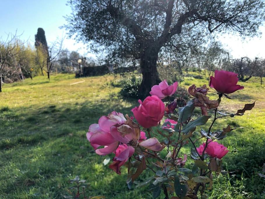 La Vigna Agriturismo Villa Siena Ngoại thất bức ảnh