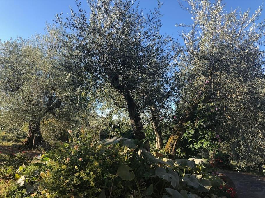 La Vigna Agriturismo Villa Siena Ngoại thất bức ảnh