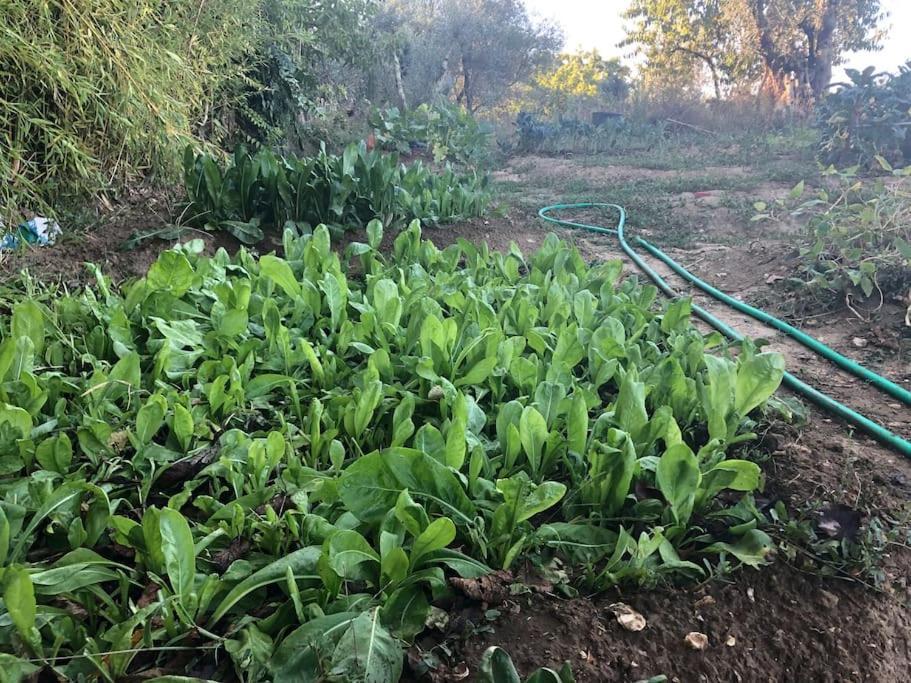 La Vigna Agriturismo Villa Siena Ngoại thất bức ảnh