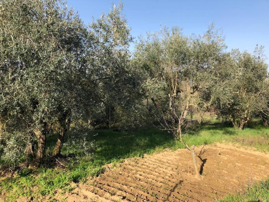 La Vigna Agriturismo Villa Siena Ngoại thất bức ảnh