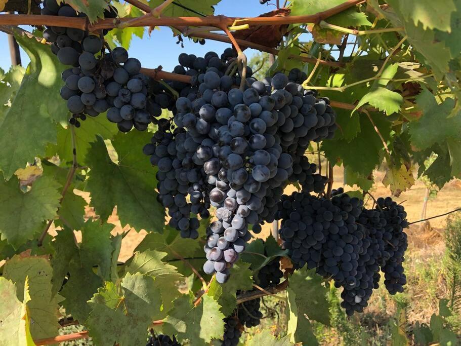 La Vigna Agriturismo Villa Siena Ngoại thất bức ảnh