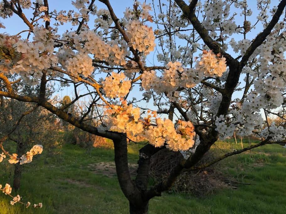 La Vigna Agriturismo Villa Siena Ngoại thất bức ảnh