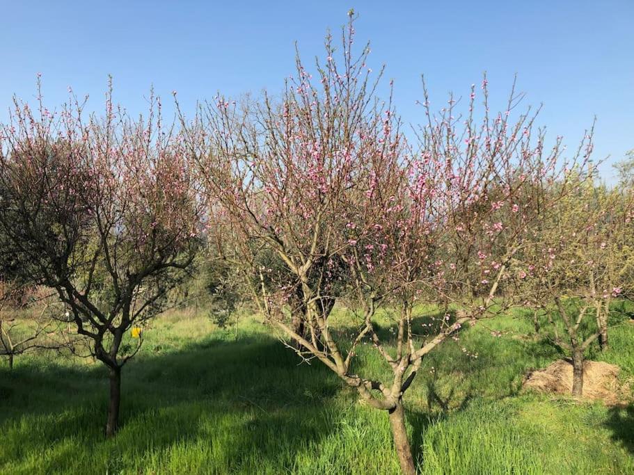 La Vigna Agriturismo Villa Siena Ngoại thất bức ảnh