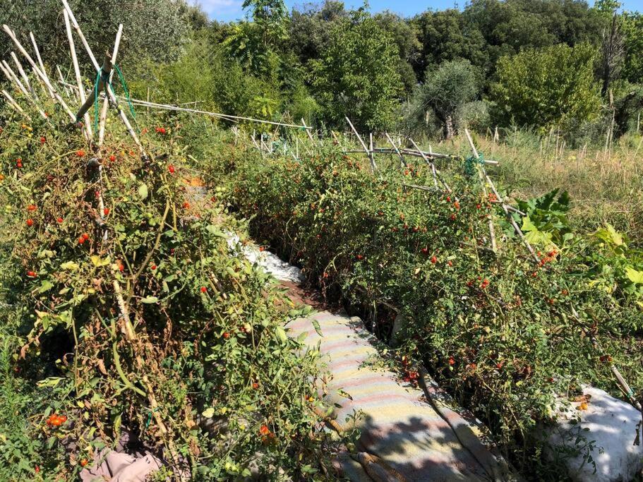 La Vigna Agriturismo Villa Siena Ngoại thất bức ảnh